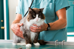 A vet holding a cat with both hands