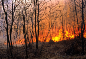Forest bushfire