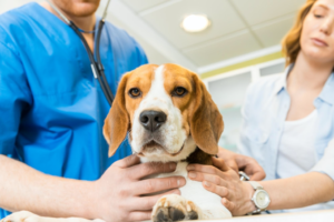 A vet examining a dog's health with stethoscope
