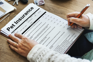 a person filling a pet insurance form