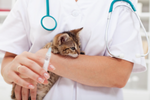 A vet preparing a injection and holding a cat in arms
