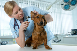 A vet checking a dog's health